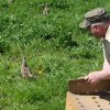 Wsiedlenie Kuropatw w łowisko 10.05.2016 obw 266 i 277
